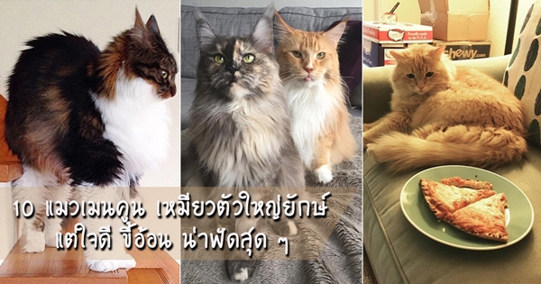 แมวเมนคูน แมวเมนคูน