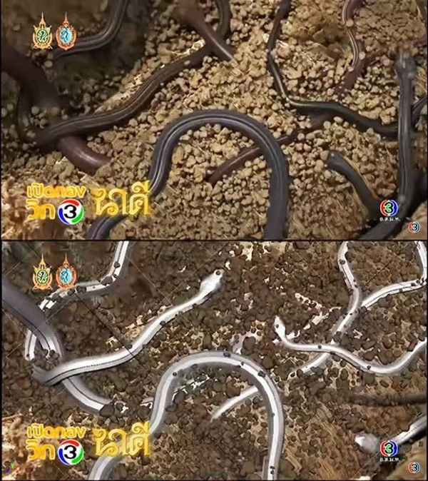 บื้องหลังการทำ CG ละคร นาคี บื้องหลังการทำ CG ละคร นาคี