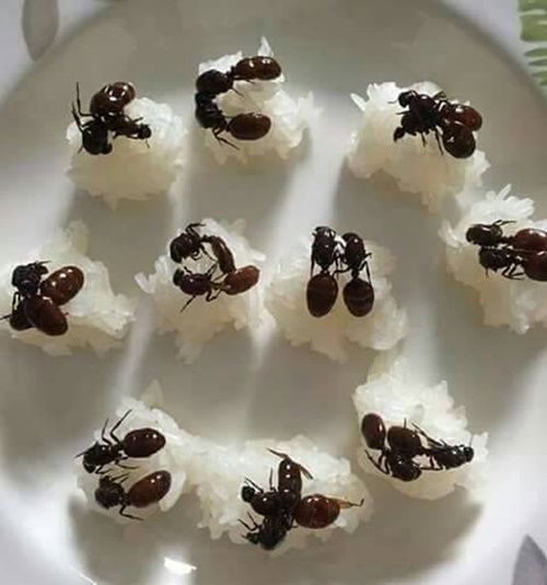 ซูชิแมงมัน ซูชิแมงมัน