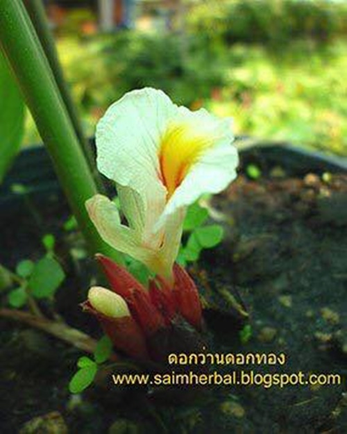 ว่านดอกทอง ว่านดอกทอง