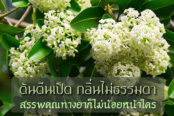 ต้นตีนเป็ด ต้นตีนเป็ด