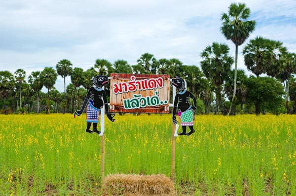 ทุ่งปอเทืองบ้านรำแดง ทุ่งปอเทืองบ้านรำแดง