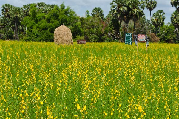 ทุ่งปอเทืองบ้านรำแดง ทุ่งปอเทืองบ้านรำแดง