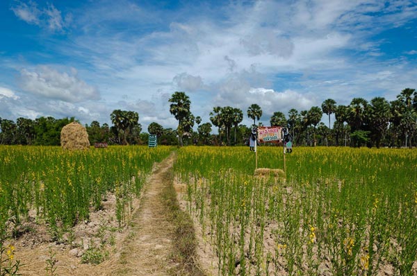ทุ่งปอเทืองบ้านรำแดง ทุ่งปอเทืองบ้านรำแดง