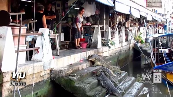 ตัวเงินตัวทอง ตลาดน้ำอัมพวา ตัวเงินตัวทอง ตลาดน้ำอัมพวา