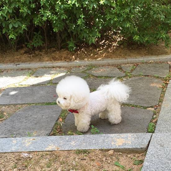 โทริ สุนัขพันธุ์ Bichon Frise โทริ สุนัขพันธุ์ Bichon Frise