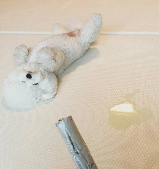 โทริ สุนัขพันธุ์ Bichon Frise โทริ สุนัขพันธุ์ Bichon Frise
