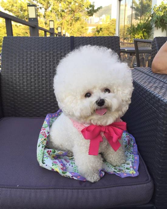 โทริ สุนัขพันธุ์ Bichon Frise โทริ สุนัขพันธุ์ Bichon Frise