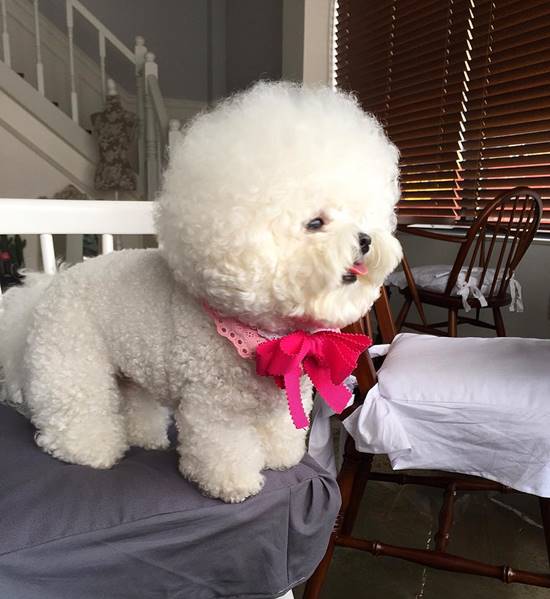 โทริ สุนัขพันธุ์ Bichon Frise โทริ สุนัขพันธุ์ Bichon Frise