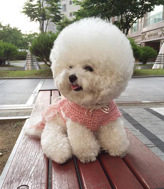 โทริ สุนัขพันธุ์ Bichon Frise โทริ สุนัขพันธุ์ Bichon Frise