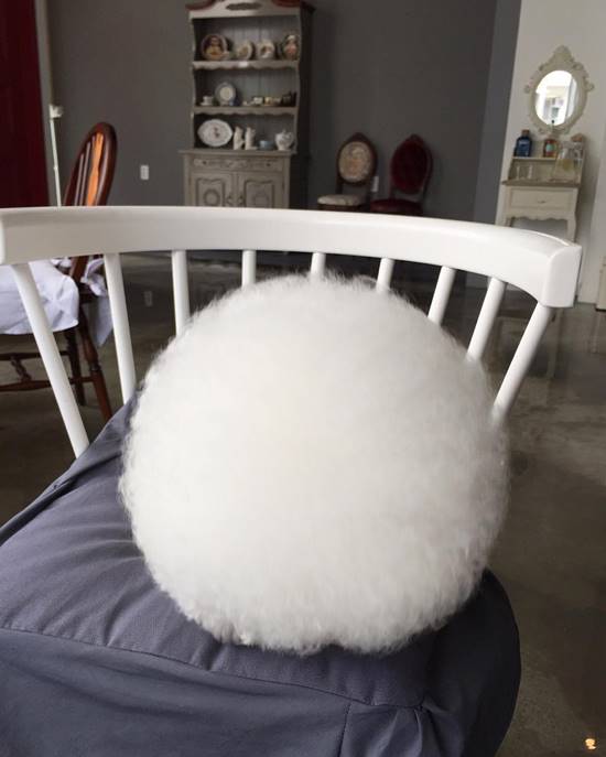 โทริ สุนัขพันธุ์ Bichon Frise โทริ สุนัขพันธุ์ Bichon Frise