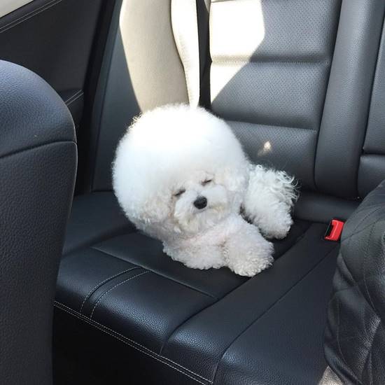 โทริ สุนัขพันธุ์ Bichon Frise โทริ สุนัขพันธุ์ Bichon Frise