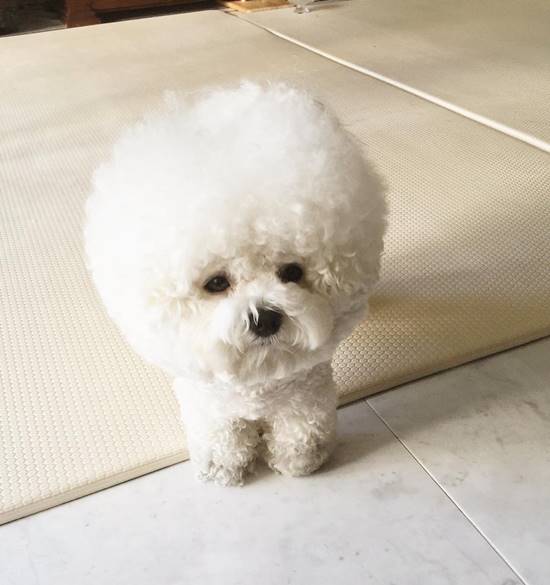 โทริ สุนัขพันธุ์ Bichon Frise โทริ สุนัขพันธุ์ Bichon Frise