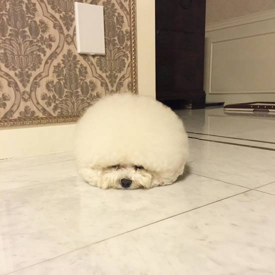 โทริ สุนัขพันธุ์ Bichon Frise โทริ สุนัขพันธุ์ Bichon Frise