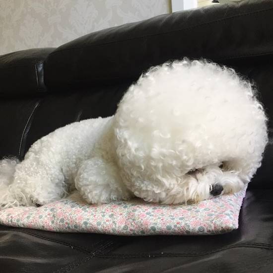 โทริ สุนัขพันธุ์ Bichon Frise โทริ สุนัขพันธุ์ Bichon Frise