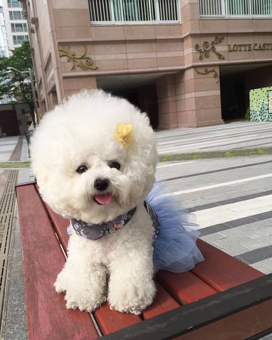 โทริ สุนัขพันธุ์ Bichon Frise โทริ สุนัขพันธุ์ Bichon Frise