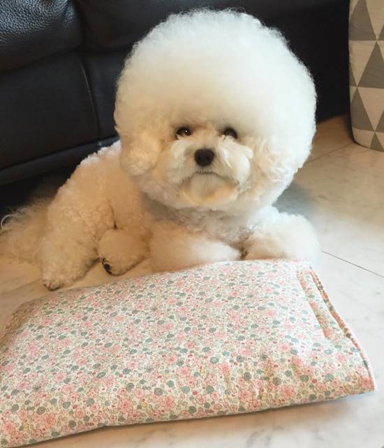โทริ สุนัขพันธุ์ Bichon Frise โทริ สุนัขพันธุ์ Bichon Frise