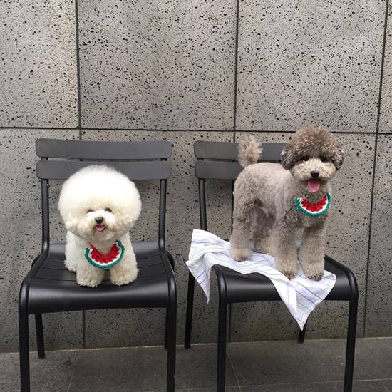 โทริ สุนัขพันธุ์ Bichon Frise โทริ สุนัขพันธุ์ Bichon Frise