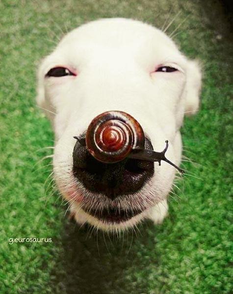 เจ้ายูโร เจ้ายูโร