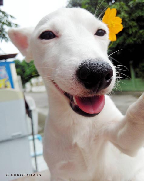 เจ้ายูโร เจ้ายูโร