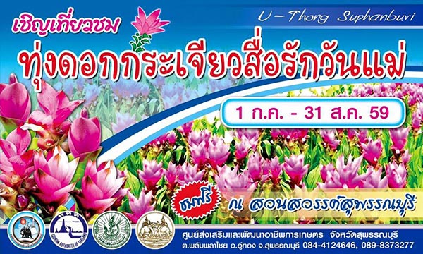 งานทุ่งดอกกระเจียวสื่อรักวันแม่ งานทุ่งดอกกระเจียวสื่อรักวันแม่