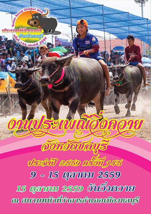 ประเพณีวิ่งควาย 2559 ประเพณีวิ่งควาย 2559
