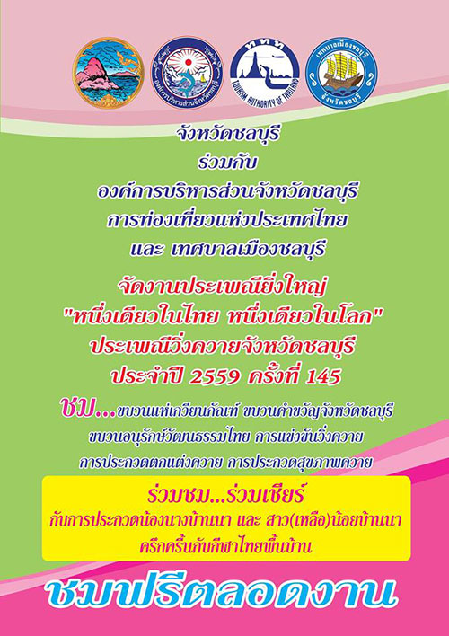 ประเพณีวิ่งควาย 2559 ประเพณีวิ่งควาย 2559