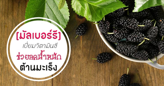 มัลเบอร์รี มัลเบอร์รี