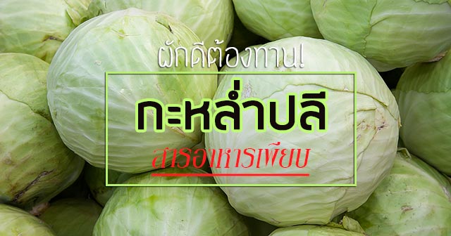 กะหล่ำปลี กะหล่ำปลี