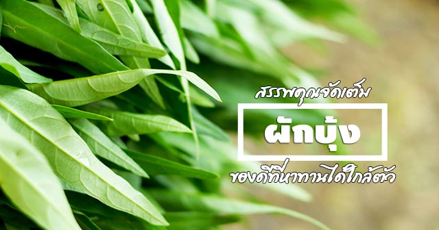 ผักบุ้ง ผักบุ้ง