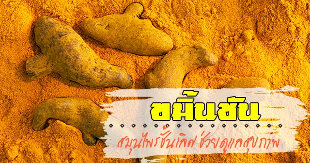 ขมิ้นชัน ขมิ้นชัน