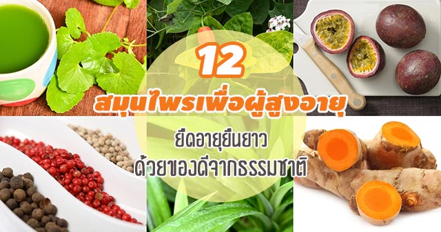 สมุนไพรเพื่อผู้สูงอายุ สมุนไพรเพื่อผู้สูงอายุ