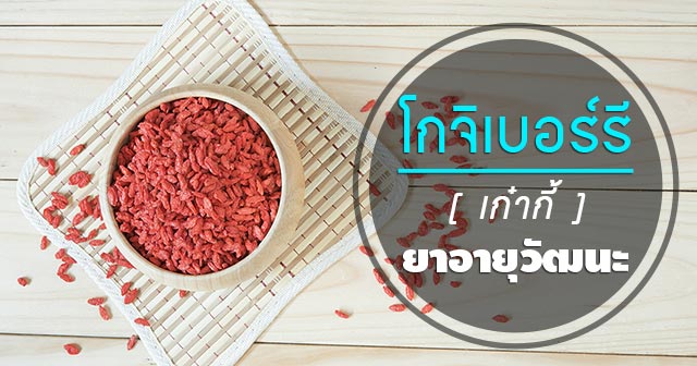 โกจิเบอร์รี โกจิเบอร์รี