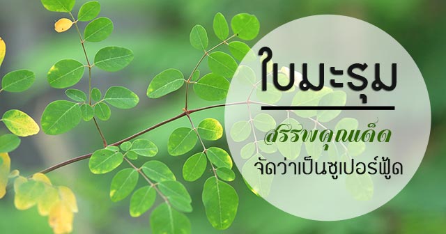 ใบมะรุม ใบมะรุม