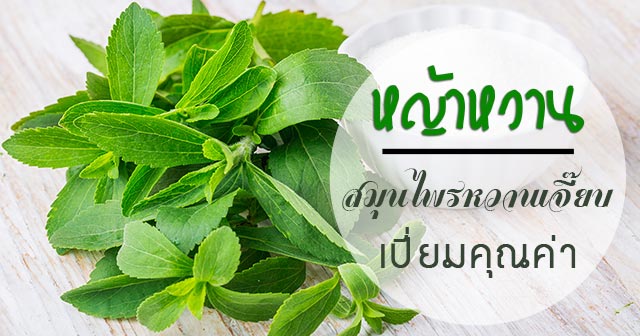 หญ้าหวาน หญ้าหวาน