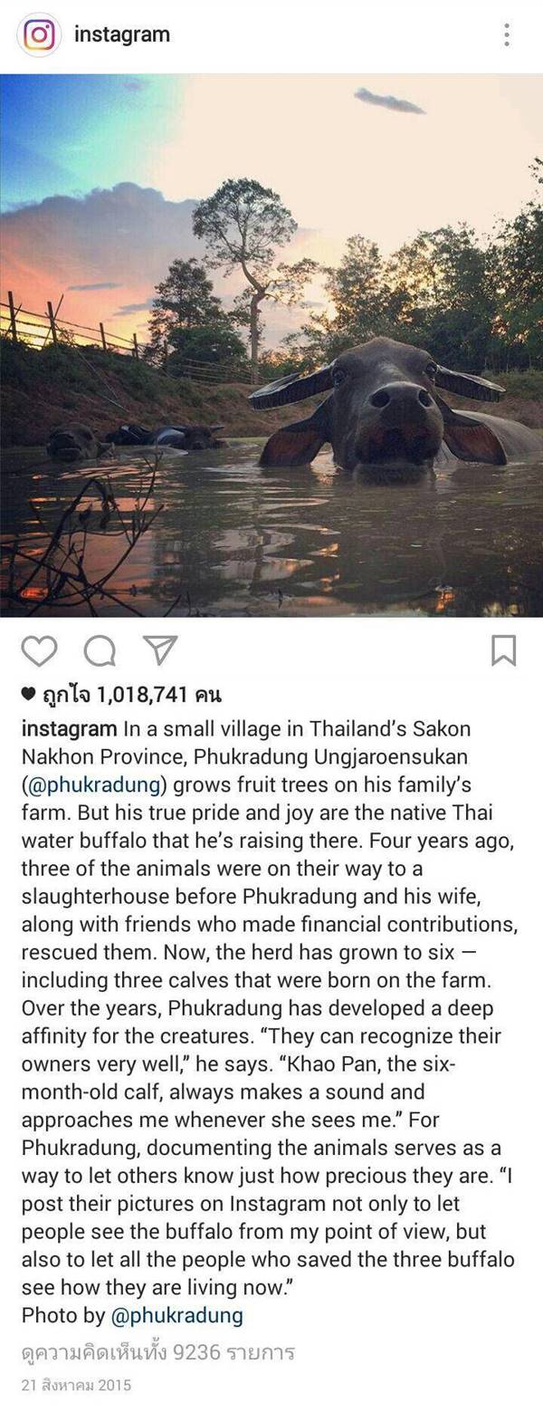 ควายไทย ควายไทย
