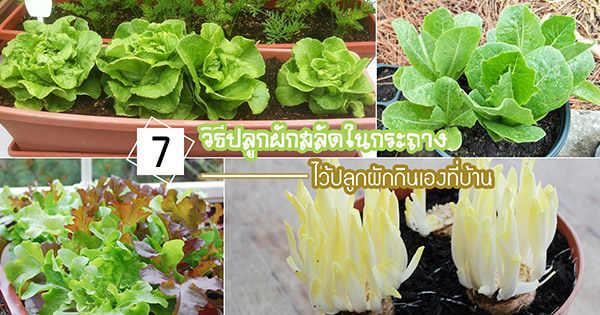 วิธีปลูกผักสลัด วิธีปลูกผักสลัด