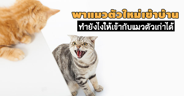 เอาแมวตัวใหม่เข้าบ้าน เอาแมวตัวใหม่เข้าบ้าน