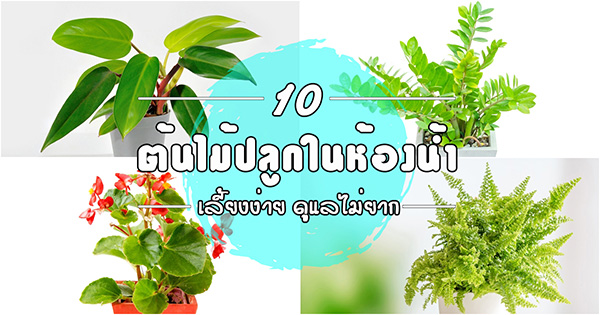 ต้นไม้ปลูกในห้องน้ำ ต้นไม้ปลูกในห้องน้ำ