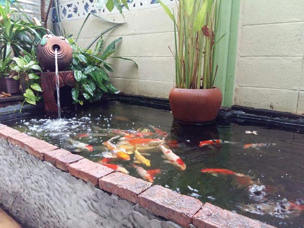 บ่อปลาทำเอง บ่อปลาทำเอง