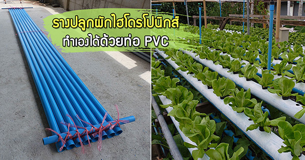 รางปลูกผักไฮโดรโปนิกส์ทำเอง รางปลูกผักไฮโดรโปนิกส์ทำเอง
