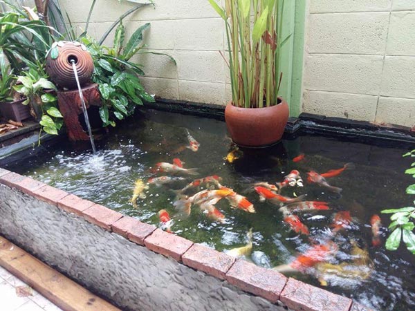 บ่อปลาทำเอง บ่อปลาทำเอง