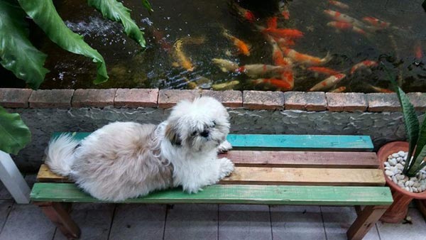 บ่อปลาทำเอง บ่อปลาทำเอง