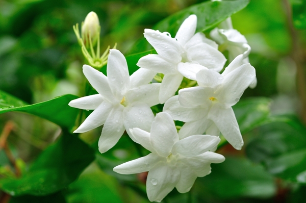 10 ไม้ดอกทนร้อน ต้นไม้จัดสวนยิ่งมีแดดยิ่งสวย 10 ไม้ดอกทนร้อน ต้นไม้จัดสวนยิ่งมีแดดยิ่งสวย