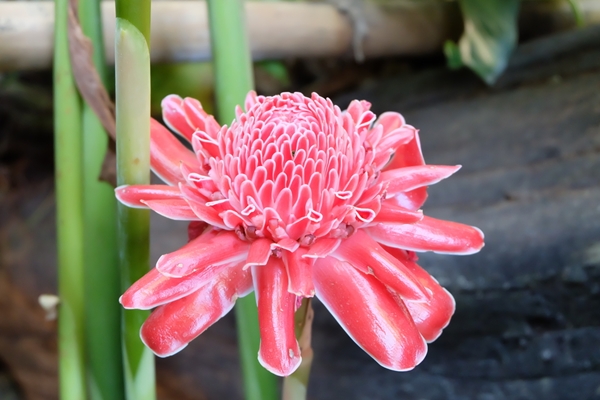 10 ไม้ดอกทนร้อน ต้นไม้จัดสวนยิ่งมีแดดยิ่งสวย 10 ไม้ดอกทนร้อน ต้นไม้จัดสวนยิ่งมีแดดยิ่งสวย