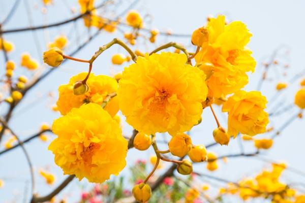 10 ไม้ดอกทนร้อน ต้นไม้จัดสวนยิ่งมีแดดยิ่งสวย 10 ไม้ดอกทนร้อน ต้นไม้จัดสวนยิ่งมีแดดยิ่งสวย
