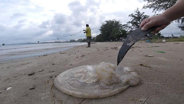 แมงกะพรุนริมหาด แมงกะพรุนริมหาด