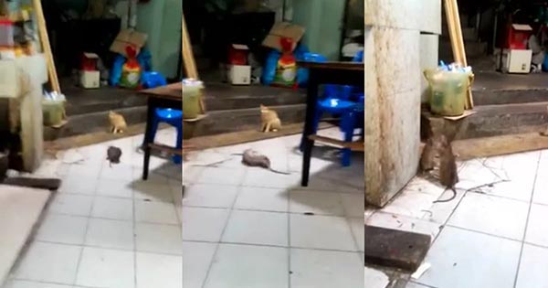คลิปหนูกัดกัน คลิปหนูกัดกัน
