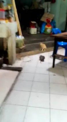 คลิปหนูกัดกัน คลิปหนูกัดกัน