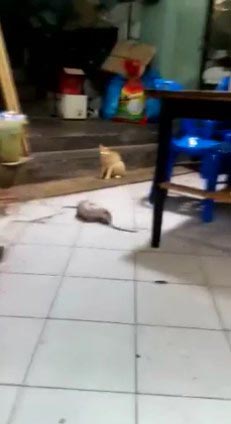 คลิปหนูกัดกัน คลิปหนูกัดกัน